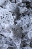 Кружево КУП-0023 2