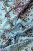 Сетка трикотажная Индийский пляж на серо - голубом фон 2