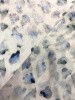 Курточная ткань ЛЕОПАРДОВЫЕ ПЯТНЫШКИ серо-голубые на сером