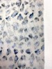 Курточная ткань ЛЕОПАРДОВЫЕ ПЯТНЫШКИ серо-голубые на сером