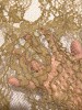 Кружевное полотно «Французские узоры» песочно - горчичный